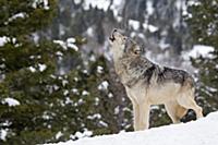 Grey Wolf (Canis lupus) adult, howling, standing i