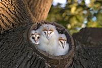 Barn Owl (Tyto alba) three chicks, at entrance to 