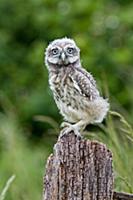 Little Owl (Athene noctua) fledgling chick, standi