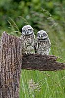 Little Owl (Athene noctua) two fledgling chicks, s