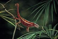 Panther Chameleon (Chamaeleo pardalis) catching in