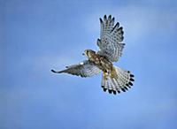 Eurasian Kestrel (Falco tinnunculus) hovering