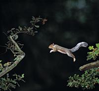 Eastern Gray Squirrel (Sciurus carolinensis) leapi