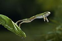 European Tree Frog (Hyla arborea) leaping