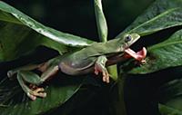 White's Tree Frog (Litoria caerulea) catching inse