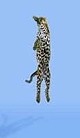 Leopard (Panthera pardus) leaping