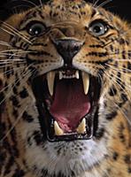 Leopard (Panthera pardus) snarling