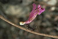 Leafcutter Ant (Atta sp) carrying flower to nest t