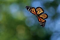 Monarch butterfly (Danaus plexippus) flying