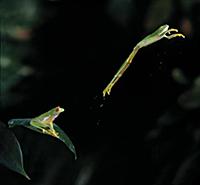 Red-eyed Tree Frog (Agalychnis callidryas) leaping
