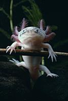 Mexican Axolotl (Ambystoma mexicanum) nektonic, re
