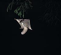Northern Flying Squirrel (Glaucomys sabrinus) glid