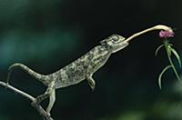 Mediterranean Chameleon (Chamaeleo chamaeleon) cat