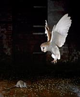 Barn Owl (Tyto alba) hunting rat