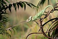 Veiled Chameleon (Chamaeleo calyptratus) striking 