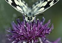 Marbled White (Melanargia galathea) butterfly feed
