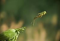 Grasshopper (Chorthippus sp) one of two images tak