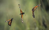 Monarch (Danaus plexippus) butterfly flying, multi