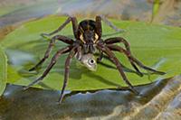 Raft Spider (Dolomedes fimbriatus) eating stickleb