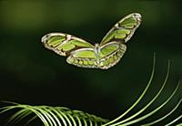 Green Heliconia Butterfly (Philaethria dido) flyin