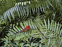 Madagascar Red Fody (Foudia madagascariensis), Sey