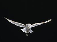 Barn Owl (Tyto alba) flying