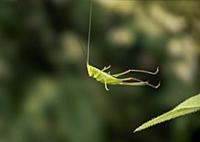 Long-winged Conehead (Conocephalus discolor) bush 