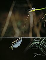 Archerfish (Toxotes sp) shooting jet of water from