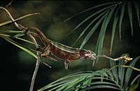 Panther Chameleon (Chamaeleo pardalis) catching in