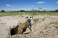 Meerkat (Suricata suricatta) outside the burrow, G