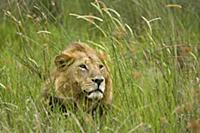African Lion (Panthera leo) male lying in high gra