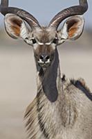 Greater Kudu (Tragelaphus strepsiceros) male, Bots