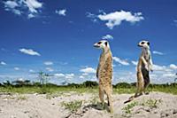 Meerkat (Suricata suricatta) pair on the lookout, 