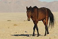 Namib Desert Horse (Equus caballus), walking, Nami