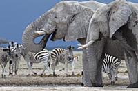 African Elephant (Loxodonta africana) pair of bull