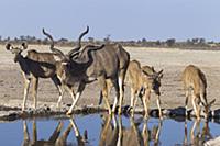 Greater Kudu (Tragelaphus strepsiceros), herd drin