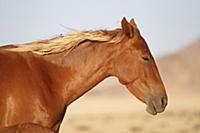 Namib Desert Horse (Equus caballus) mare, Namibia