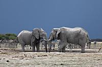 African Elephant (Loxodonta africana) group, Zebra