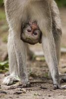 Black-faced Vervet Monkey (Cercopithecus aethiops)