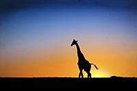 Giraffe (Giraffa camelopardalis) silhouetted again