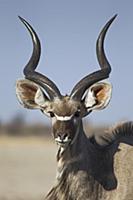 Greater Kudu (Tragelaphus strepsiceros) adolescent