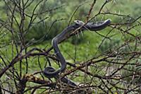 Snouted Cobra (Naja annulifera) in tree, Central K