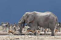 African Elephant (Loxodonta africana) group, Zebra