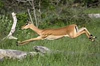 Impala (Aepyceros melampus) ewe jumping, Moremi Ga