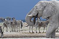 African Elephant (Loxodonta africana) bull and her