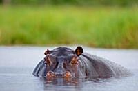 Hippopotamus (Hippopotamus amphibius) male in the 