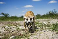 Meerkat (Suricata suricatta) searching for food, G
