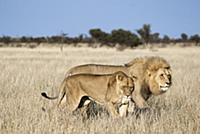 African Lion (Panthera leo) male and female courti