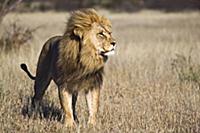 African Lion (Panthera leo) male, Khutse Game Rese