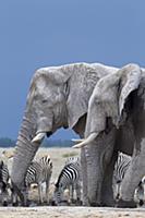 African Elephant (Loxodonta africana) pair with Ze
